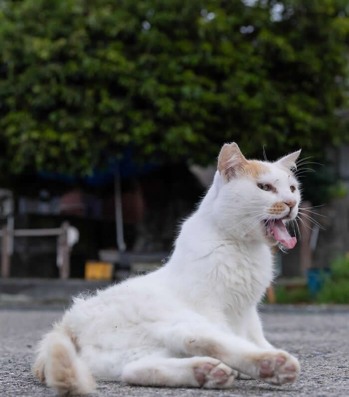 A fluffy white street cat lies on a paved road with its mouth wide open in a dramatic yawn, photographed at eye level with a softly blurred green background.