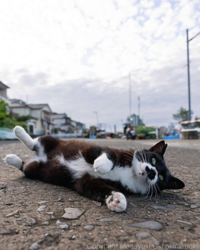 A black-and-white tuxedo street cat lies comfortably on a quiet road, looking directly at the camera from a low angle with a softly blurred neighborhood and cloudy sky in the background.