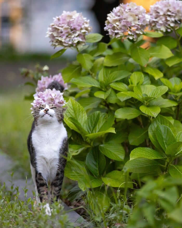 A tabby-and-white kitten stands beside blooming pink hydrangeas, lifting its nose to smell the flowers, photographed with a shallow depth of field that creates a soft, dreamy garden background.