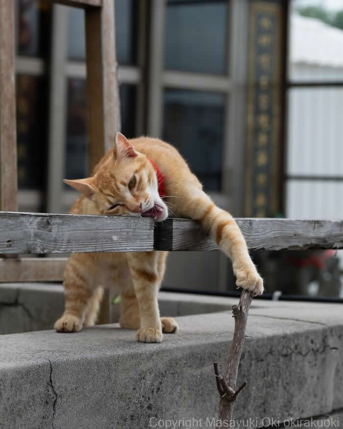 An orange tabby cat wearing a red collar bites a wooden railing while holding a small branch with one paw, photographed with a softly blurred background that emphasizes its funny expression.