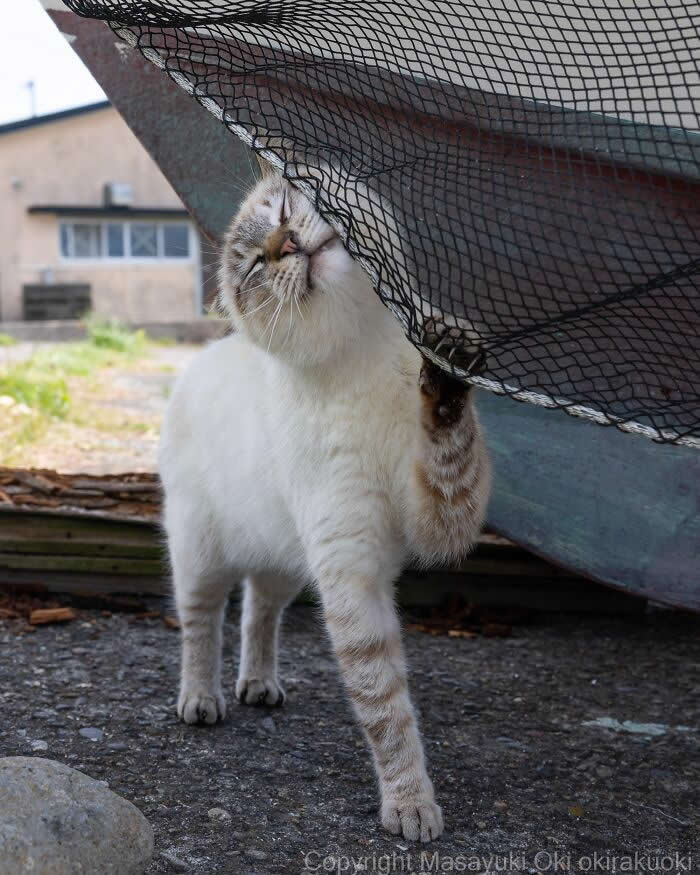 A cream-colored street cat rubs its face against a hanging mesh net with its eyes closed, photographed with a softly blurred background, creating a funny and adorable moment of feline bliss.