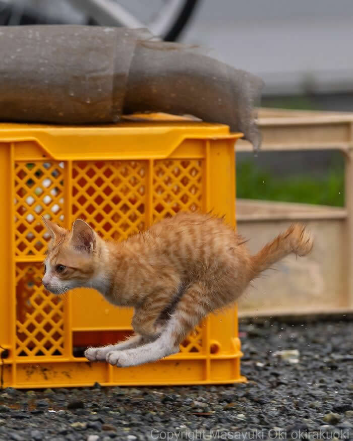 A ginger tabby kitten dashes across gravel beside a bright yellow crate, captured mid-run with a low-angle perspective and sharp focus, highlighting its playful speed and energetic movement.
