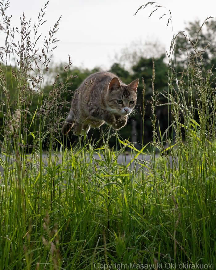 A tabby street cat is captured mid-jump above tall green grass, photographed from a low angle with a softly blurred background, creating the illusion of a flying cat in motion.