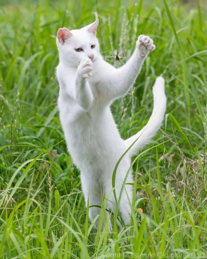 A white street cat stands upright in tall green grass, reaching with both front paws toward a flying insect, captured at the perfect moment in a playful and humorous pose.