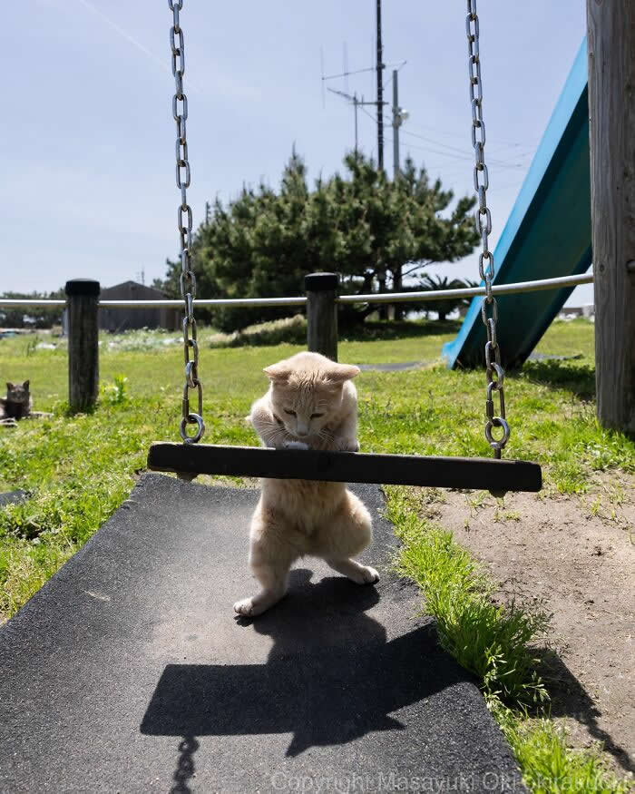 A cream-colored kitten stands on its hind legs, holding onto a playground swing with both front paws, photographed in a sunny park with a slide and grassy background, creating a funny human-like scene.