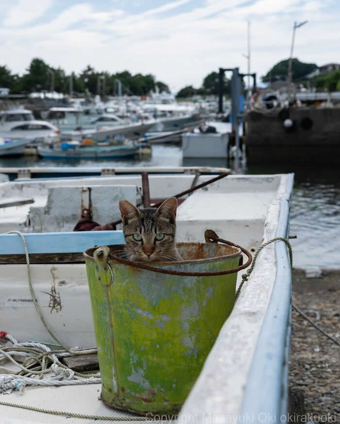 A tabby cat peeks out from inside a rusty green bucket on a small fishing boat at a marina, with docks, boats, and calm water softly blurred in the background.