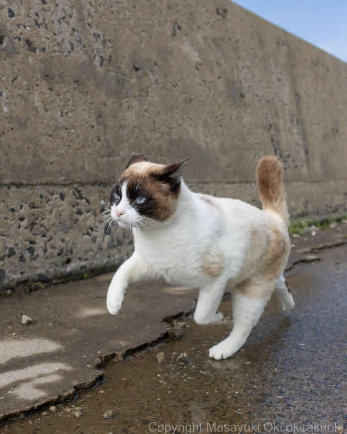 A blue-eyed street cat with cream and brown markings confidently strides along a wet pavement beside a concrete wall, captured from a low angle that emphasizes its purposeful, comical walk.
