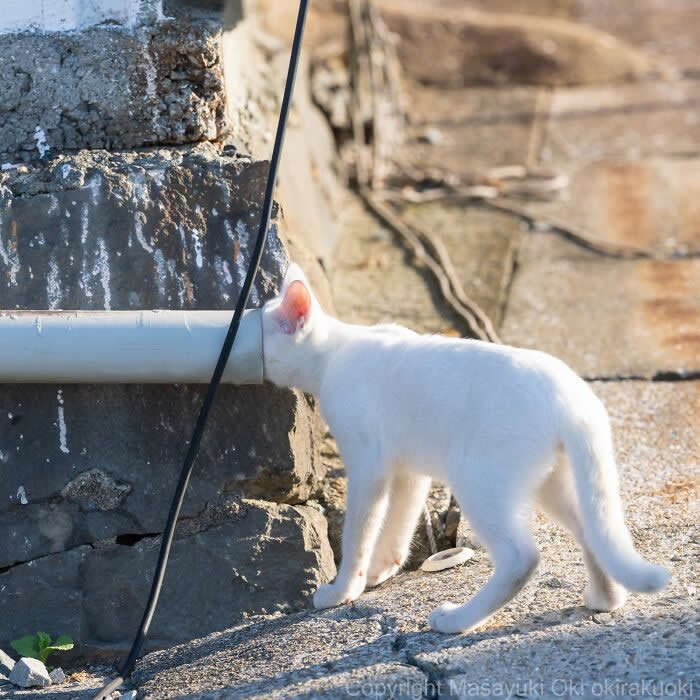 A white street cat stands beside a stone wall with its head inside a white drainpipe, photographed in warm sunlight, creating a funny illusion that the curious cat has completely disappeared.