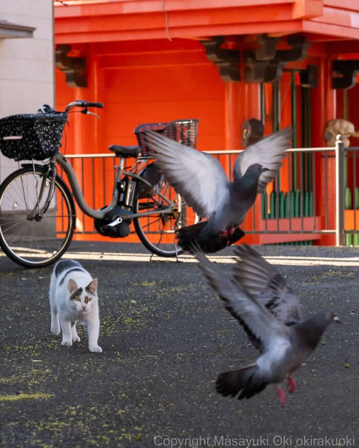 A white street cat calmly walks toward two pigeons taking flight in front of a bright red building, with a parked bicycle in the background, capturing a perfectly timed urban wildlife moment.