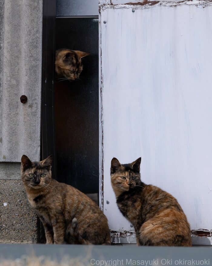 Three tortoiseshell street cats gather beside a doorway, with one cat peeking from inside while two sit outside, creating a funny, well-framed scene of curious feline observers.