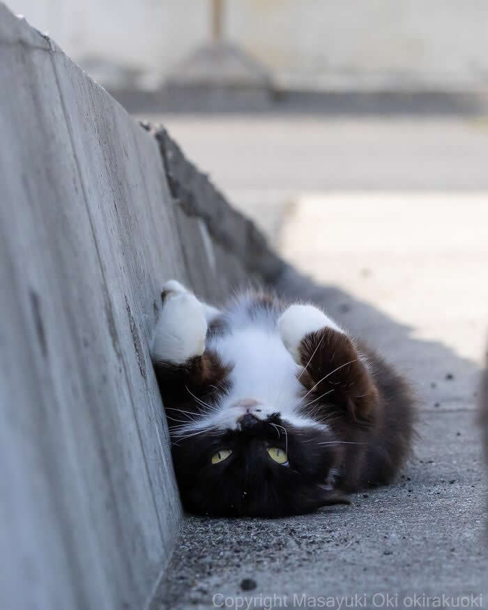 A fluffy black-and-white tuxedo cat lies upside down beside a concrete wall with its paws curled overhead, photographed from a low angle, creating a funny and relaxed street cat portrait.