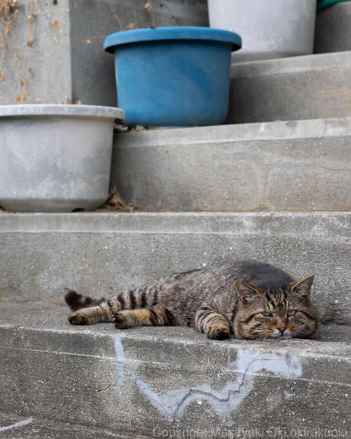 A chubby tabby street cat lies stretched across concrete steps beneath several plastic tubs, wearing a sleepy expression in a simple, humorous scene that perfectly captures feline laziness.