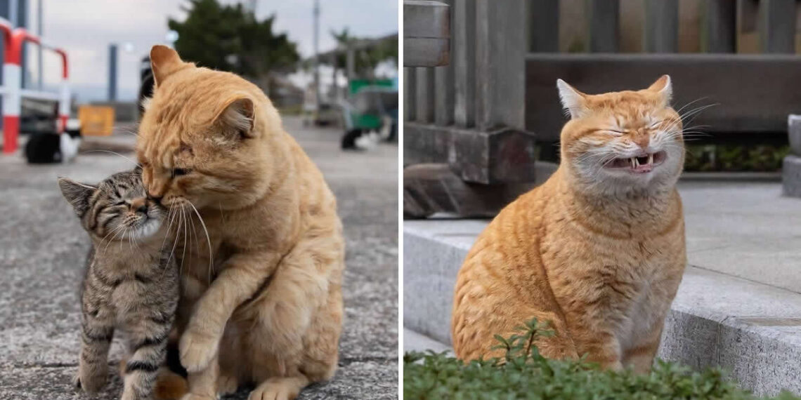 Street Cat Photos by Masayuki Oki