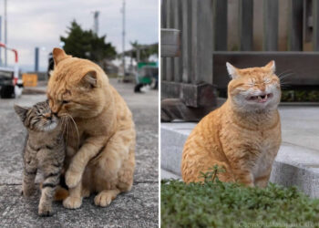 Street Cat Photos by Masayuki Oki