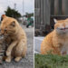 Street Cat Photos by Masayuki Oki