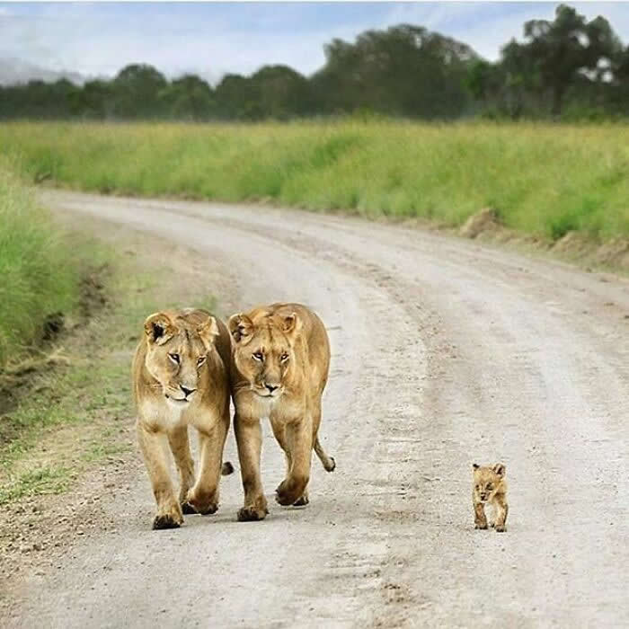 Hug for Your Soul: 36 Animal Photos So Cute They’ll Melt Your Stress Away 39 Two lionesses walk side by side along a dusty road while a small lion cub trails a few steps behind them, creating a tender and protective family moment in the wild.
