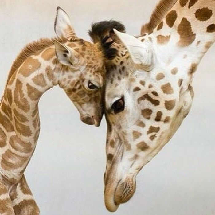 Hug for Your Soul: 36 Animal Photos So Cute They’ll Melt Your Stress Away 40 A baby giraffe leans its head lovingly against an adult giraffe, creating a sweet and intimate portrait of affection, comfort, and family bonding in the wild.