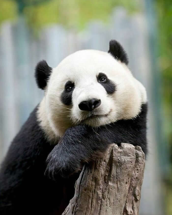 Hug for Your Soul: 36 Animal Photos So Cute They’ll Melt Your Stress Away 41 A giant panda rests its head gently on a tree stump, gazing softly toward the camera with a calm, dreamy expression against a blurred natural background.