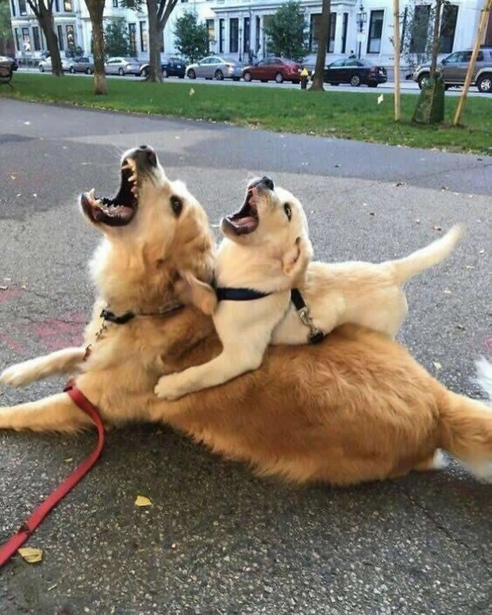 Hug for Your Soul: 36 Animal Photos So Cute They’ll Melt Your Stress Away 43 A golden retriever lies on the pavement while a playful Labrador puppy climbs on its back, both looking upward with wide-open mouths in a joyful, perfectly synchronized moment.