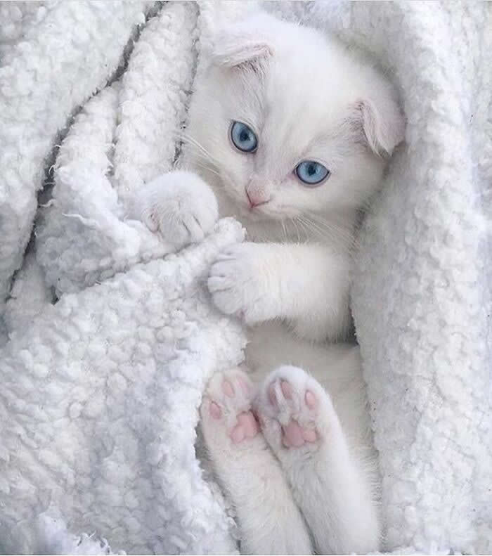Hug for Your Soul: 36 Animal Photos So Cute They’ll Melt Your Stress Away 44 A tiny white kitten with bright blue eyes peeks out from a soft fluffy blanket, showing its pink paw pads and curled little feet in an irresistibly cozy and heart-melting pose.
