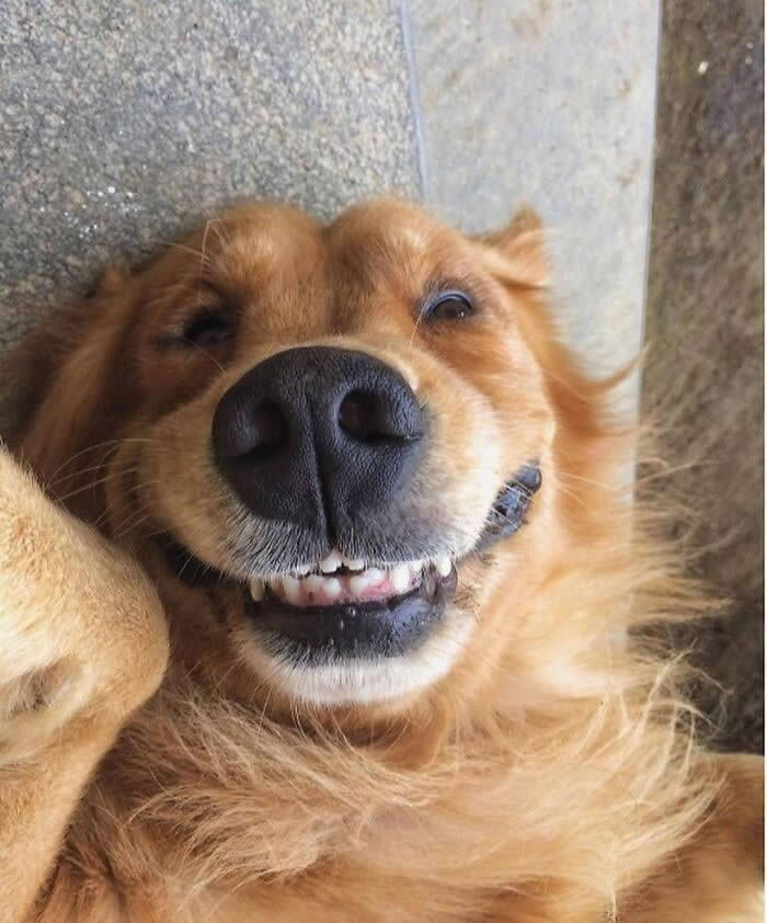 Hug for Your Soul: 36 Animal Photos So Cute They’ll Melt Your Stress Away 45 A golden retriever lies on its back with a hilariously wide, toothy grin, looking straight at the camera with pure goofy happiness and irresistible charm.