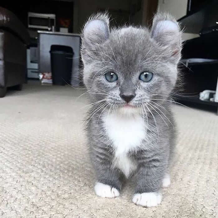 Hug for Your Soul: 36 Animal Photos So Cute They’ll Melt Your Stress Away 46 A tiny gray-and-white kitten with oversized ears, bright curious eyes, and little white paws sits on a carpet, looking straight at the camera with an innocent and heartwarming expression.
