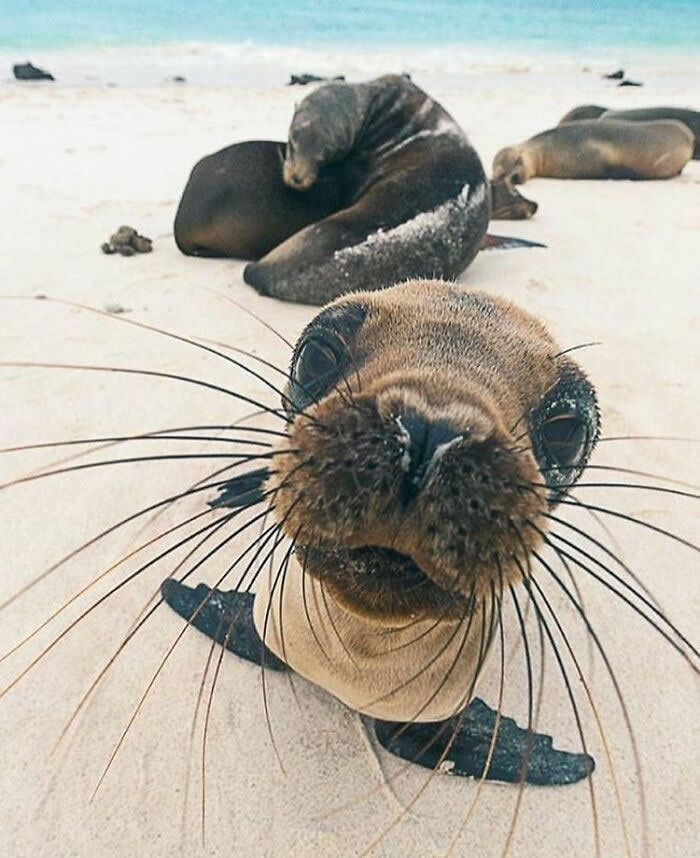 Hug for Your Soul: 36 Animal Photos So Cute They’ll Melt Your Stress Away 47 A curious sea lion leans close to the camera on a sandy beach, its whiskers filling the frame while several other sea lions rest peacefully in the background near the shore.