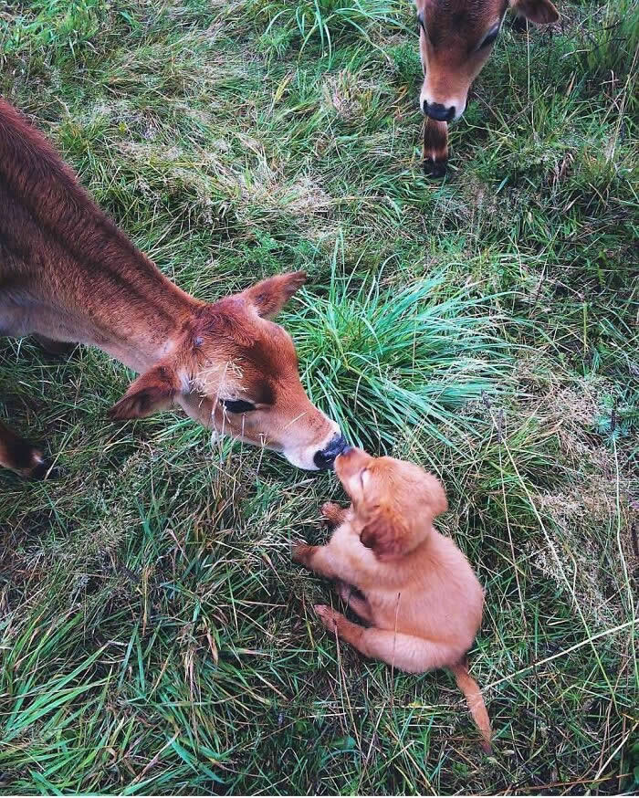 Hug for Your Soul: 36 Animal Photos So Cute They’ll Melt Your Stress Away 48 A small golden puppy sits in the grass and gently touches noses with a young calf, while another calf stands nearby, creating a soft and heartwarming moment of curiosity and friendship.