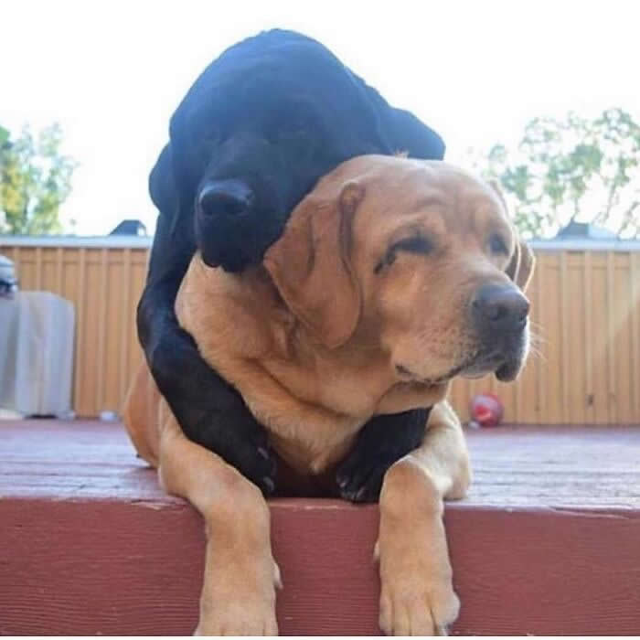 Hug for Your Soul: 36 Animal Photos So Cute They’ll Melt Your Stress Away 49 A black Labrador rests its head and wraps both front legs around a yellow Labrador from behind, creating a tender, soulful moment of comfort and quiet friendship on a wooden deck.