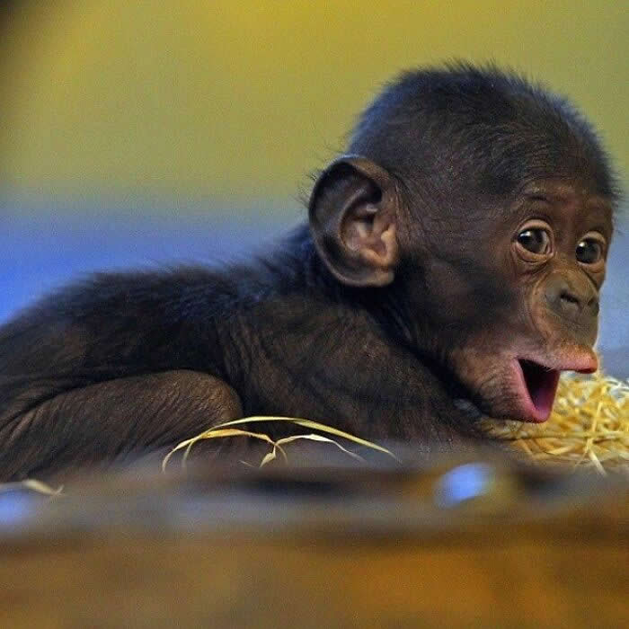 Hug for Your Soul: 36 Animal Photos So Cute They’ll Melt Your Stress Away 50 A baby chimpanzee lies on a bed of straw with its mouth open in a wide, surprised expression, looking full of curiosity, innocence, and playful energy.