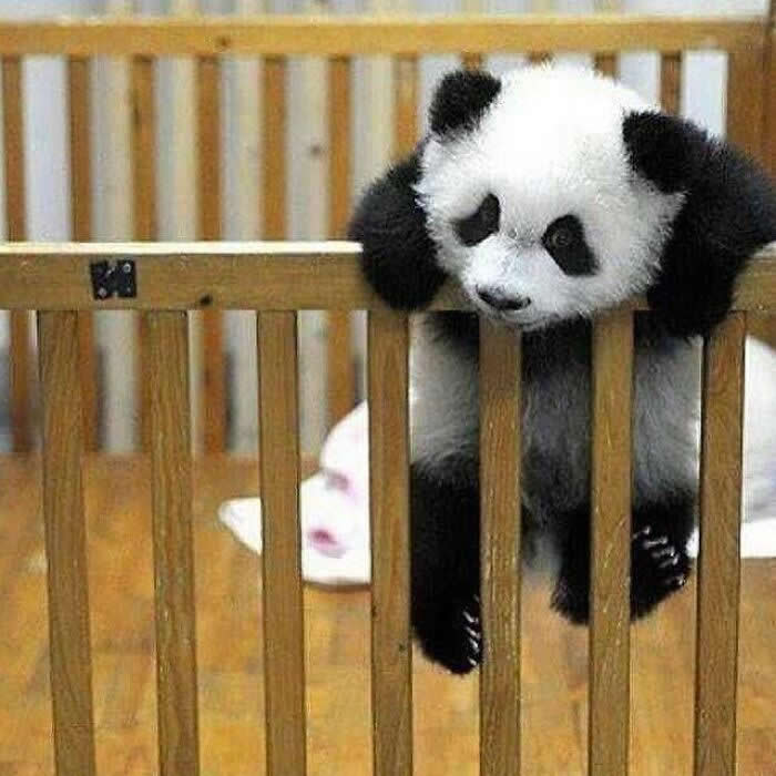 Hug for Your Soul: 36 Animal Photos So Cute They’ll Melt Your Stress Away 51 A fluffy baby panda hangs awkwardly over the wooden rails of its crib-like enclosure, with tiny paws dangling down in a ridiculously cute and sleepy moment.