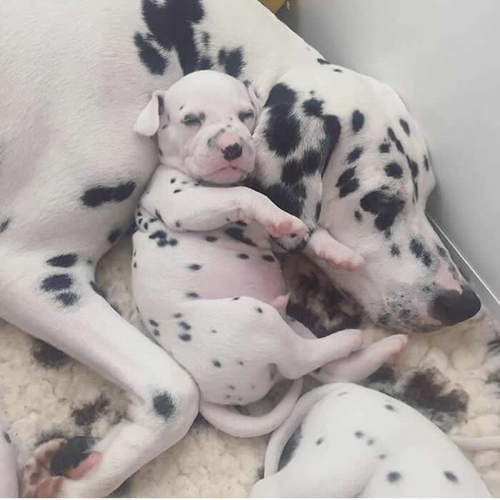 Hug for Your Soul: 36 Animal Photos So Cute They’ll Melt Your Stress Away 52 A sleepy Dalmatian puppy lies curled against its spotted mother, tucked safely in her embrace while another puppy rests nearby, creating a tender and comforting family moment.