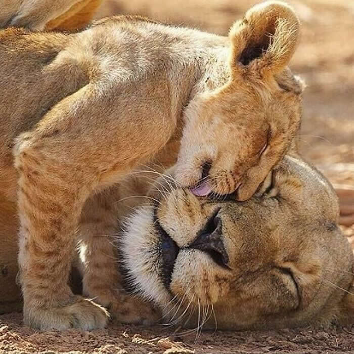 Hug for Your Soul: 36 Animal Photos So Cute They’ll Melt Your Stress Away 53 A lion cub leans in to lick and cuddle against an adult lion’s face while the larger lion rests with eyes closed, capturing a deeply tender moment of love, trust, and comfort in the wild.