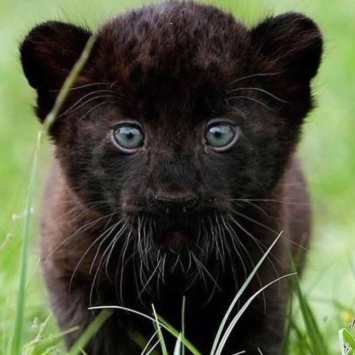 Hug for Your Soul: 36 Animal Photos So Cute They’ll Melt Your Stress Away 54 A black panther cub with striking pale blue eyes sits quietly in the grass, staring straight ahead with a mix of innocence, curiosity, and wild little wonder.