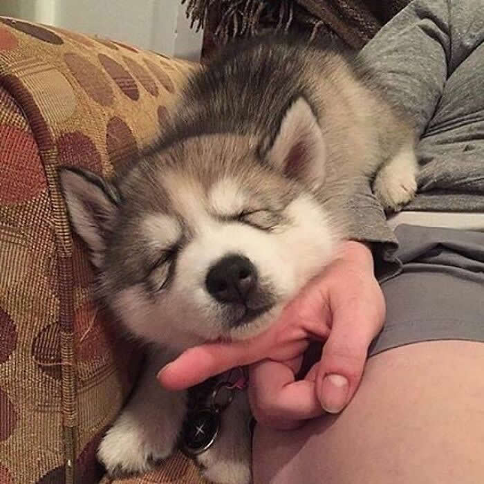 Hug for Your Soul: 36 Animal Photos So Cute They’ll Melt Your Stress Away 55 A fluffy husky puppy sleeps peacefully with its tiny face resting in a person’s hand, creating a soft and deeply comforting moment of trust, warmth, and pure affection.
