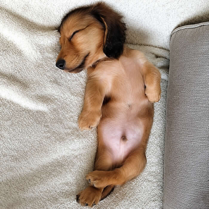 Hug for Your Soul: 36 Animal Photos So Cute They’ll Melt Your Stress Away 56 A tiny dachshund puppy sleeps on its back on a soft cream blanket, paws relaxed and belly exposed, looking completely peaceful, cozy, and impossibly adorable.