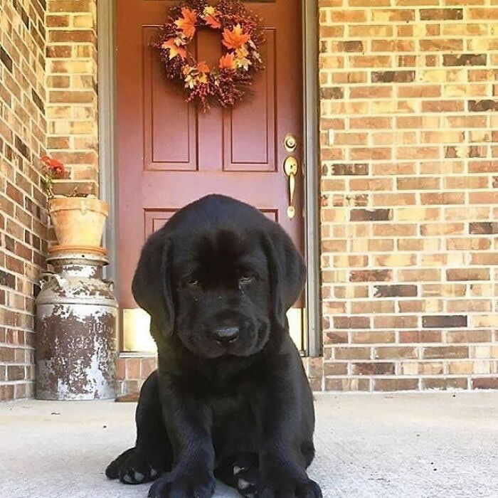 Hug for Your Soul: 36 Animal Photos So Cute They’ll Melt Your Stress Away 57 A chubby black Labrador puppy sits quietly on a front porch in front of a wooden door, looking slightly shy and incredibly adorable with its soft floppy ears and tiny paws.