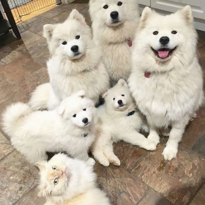 Hug for Your Soul: 36 Animal Photos So Cute They’ll Melt Your Stress Away 58 Four fluffy white Samoyed dogs and two Samoyed puppies pose together indoors while a wide-eyed cat sits at the front, creating a hilariously adorable family portrait full of fluff, charm, and chaos.