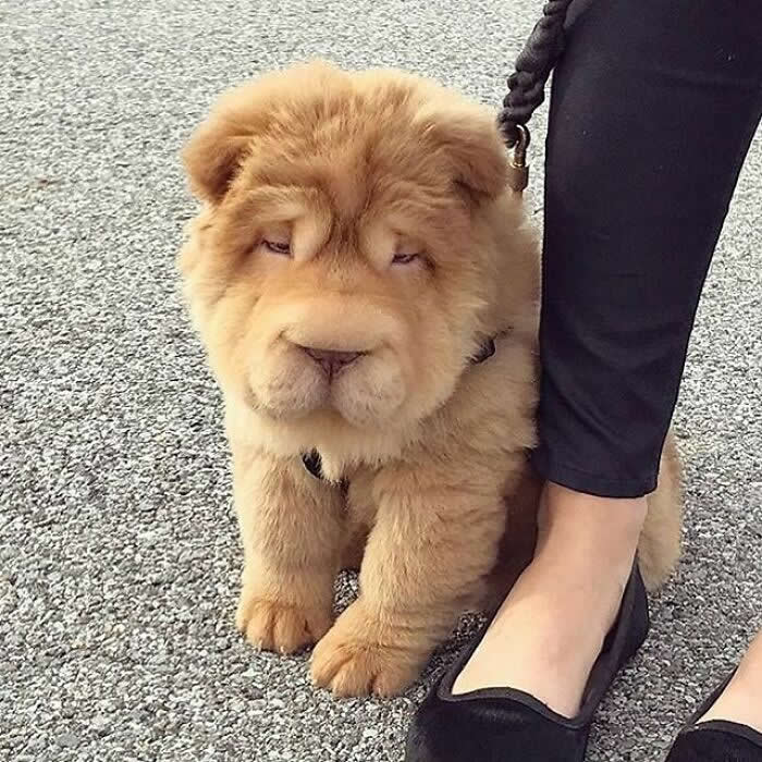 Hug for Your Soul: 36 Animal Photos So Cute They’ll Melt Your Stress Away 59 A fluffy tan Chow Chow puppy stands close against a person’s leg on a leash, looking sleepy and soulful with its soft wrinkled face, tiny paws, and teddy-bear-like fur.