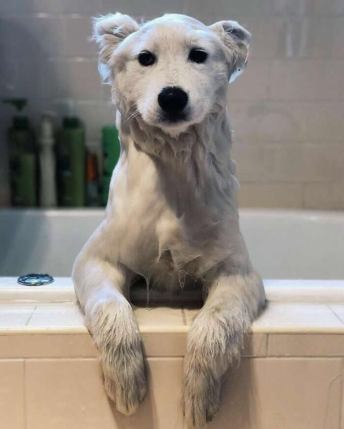 Hug for Your Soul: 36 Animal Photos So Cute They’ll Melt Your Stress Away 60 A wet white dog leans its front paws over the edge of a bathtub, staring calmly at the camera with a patient, slightly dramatic expression after what looks like a very serious bath.