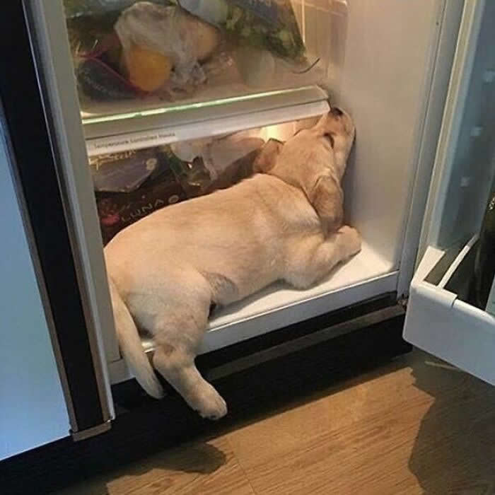 Hug for Your Soul: 36 Animal Photos So Cute They’ll Melt Your Stress Away 61 A sleepy yellow Labrador puppy has dozed off inside an open refrigerator, stretched out on the bottom shelf with its head resting against the side in a hilariously cozy moment.