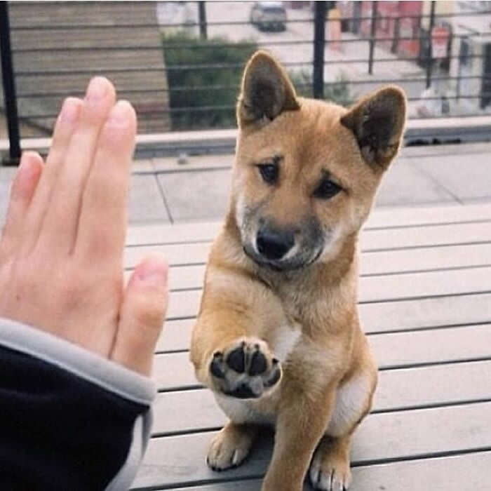Hug for Your Soul: 36 Animal Photos So Cute They’ll Melt Your Stress Away 62 A small tan puppy sits on a wooden deck and gently lifts one paw toward a person’s raised hand, creating a sweet little high-five moment full of trust, curiosity, and heart-melting charm.