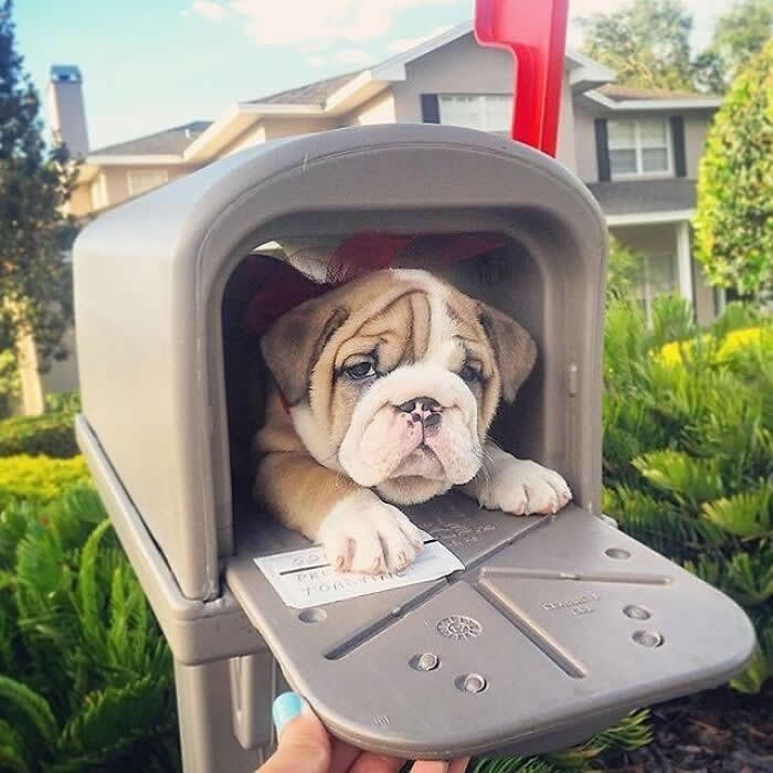 Hug for Your Soul: 36 Animal Photos So Cute They’ll Melt Your Stress Away 63 A wrinkly bulldog puppy sits inside an open mailbox with its tiny paws resting on the door flap, looking adorably serious as if it’s waiting to deliver a letter full of cuddles.