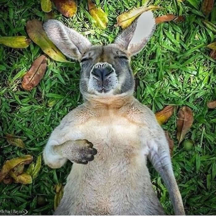 Hug for Your Soul: 36 Animal Photos So Cute They’ll Melt Your Stress Away 64 A kangaroo lies on its back in the grass with eyes closed and one paw resting on its chest, looking completely relaxed and blissfully content in a calm, sunlit moment.