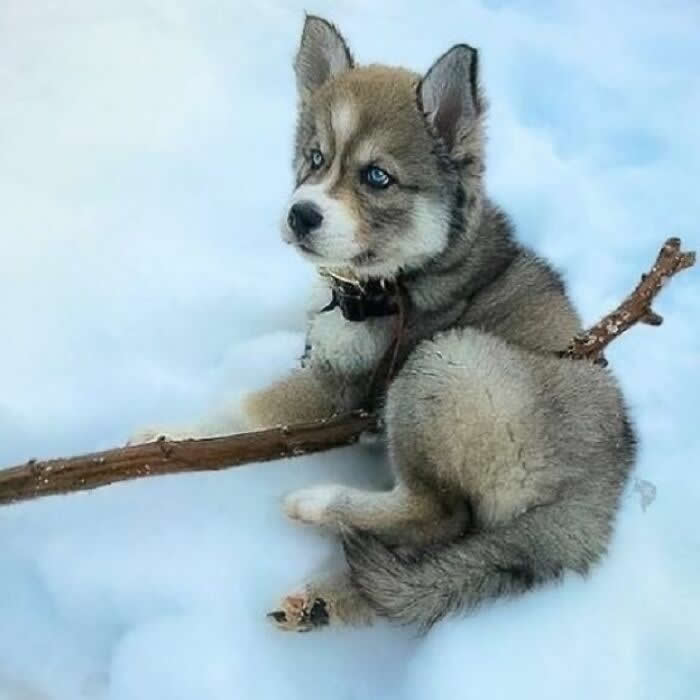 Hug for Your Soul: 36 Animal Photos So Cute They’ll Melt Your Stress Away 65 A fluffy husky puppy with icy blue eyes sits in the snow beside a long stick, looking back over its shoulder with a curious, adventurous expression in a soft winter scene.