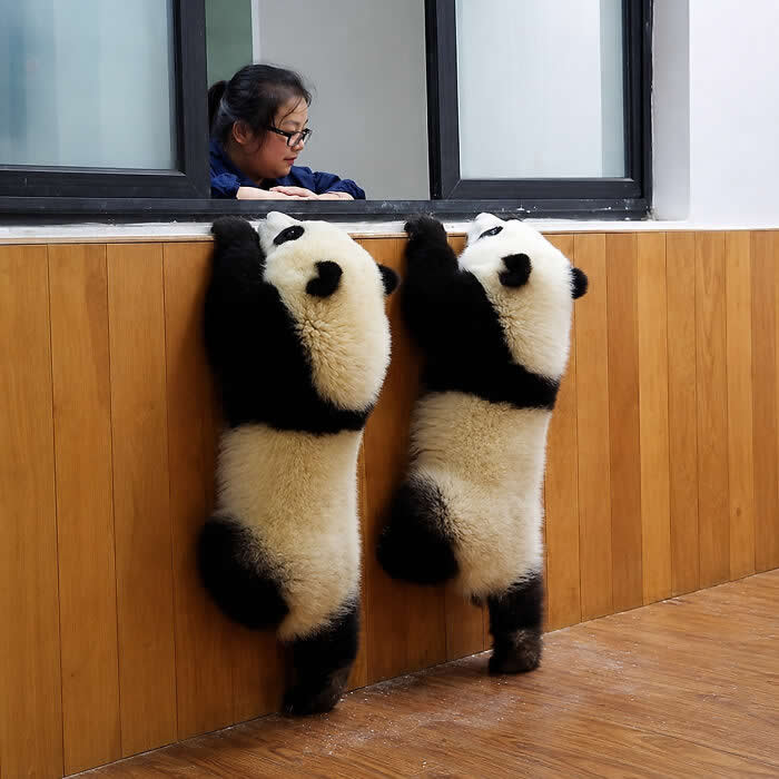 Hug for Your Soul: 36 Animal Photos So Cute They’ll Melt Your Stress Away 66 Two fluffy giant panda cubs stand on their hind legs against a wooden wall, stretching their paws up toward a woman leaning from a window, creating a playful and heart-melting moment of curiosity and affection.