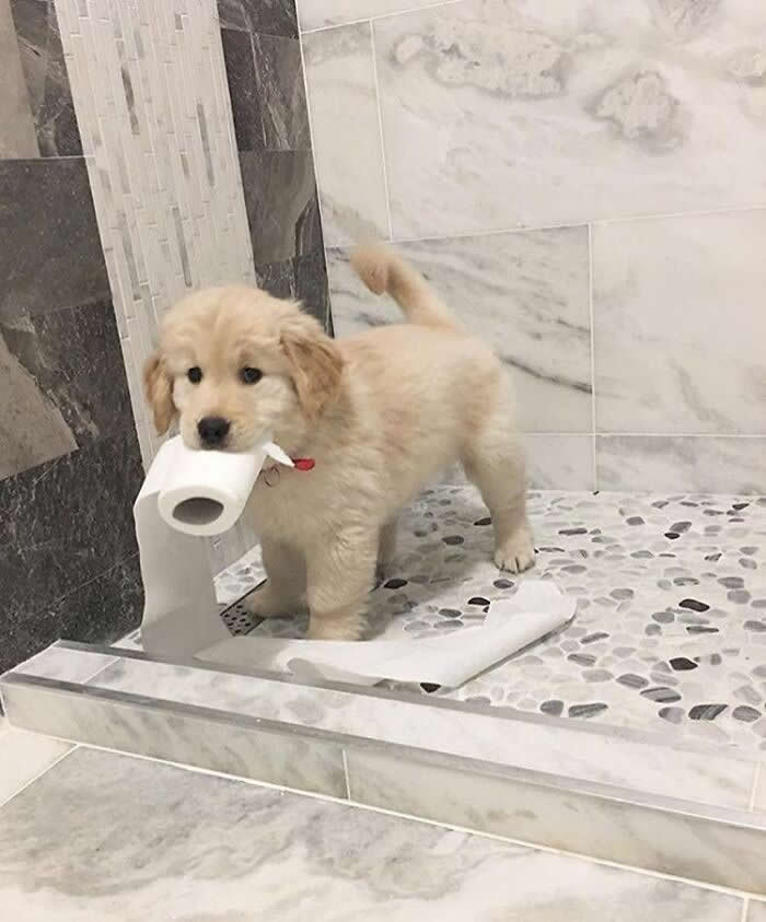 Hug for Your Soul: 36 Animal Photos So Cute They’ll Melt Your Stress Away 67 A fluffy golden retriever puppy stands in a shower stall holding a roll of toilet paper in its mouth, looking innocent despite the paper trailing across the floor in a hilariously cute moment.