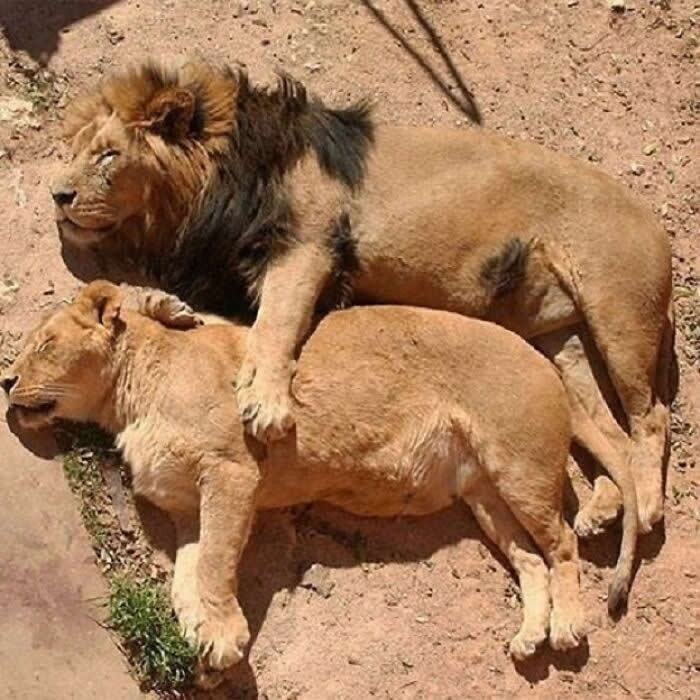 Hug for Your Soul: 36 Animal Photos So Cute They’ll Melt Your Stress Away 68 A male lion lounges in the sun with one paw draped protectively over a sleeping lioness, creating a surprisingly tender and affectionate moment of comfort in the wild.