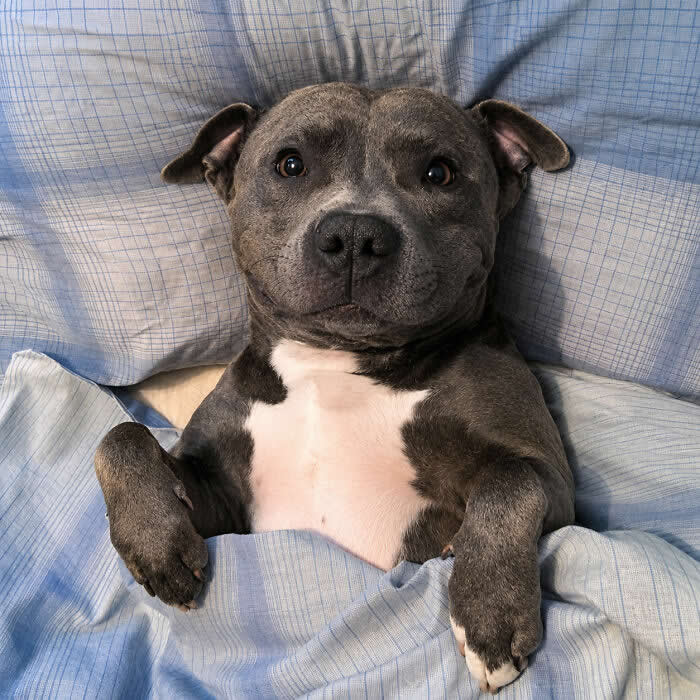 Hug for Your Soul: 36 Animal Photos So Cute They’ll Melt Your Stress Away 69 A gray-and-white dog lies tucked under a blue blanket like a person in bed, staring up with wide gentle eyes and a calm, cozy expression that makes the whole scene feel sweet and comforting.