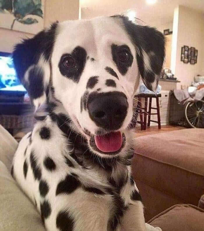 Hug for Your Soul: 36 Animal Photos So Cute They’ll Melt Your Stress Away 70 A happy Dalmatian sits indoors looking straight at the camera, its face covered in playful black spots and its mouth slightly open in a bright, cheerful expression.